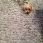 Sunnyvale-Dog-carpet-clean