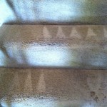 Sunnyvale-Stairs-Carpet-Cleaning